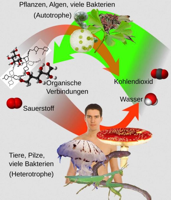 Seres vivos autótrofos y heterótrofos en el círculo de la naturaleza. Seres vivos autótrofos y heterótrofos en el círculo de la naturaleza.