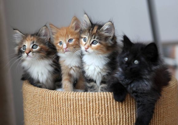 Cuatro cachorros de gato muy diferentes de una misma camada. Cuatro cachorros de gato muy diferentes de una misma camada.