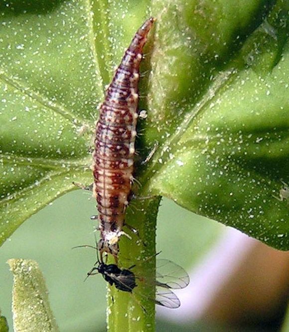 Crisoperla comune (Chrysoperla carnea): Larva con afide come preda su foglia verde.