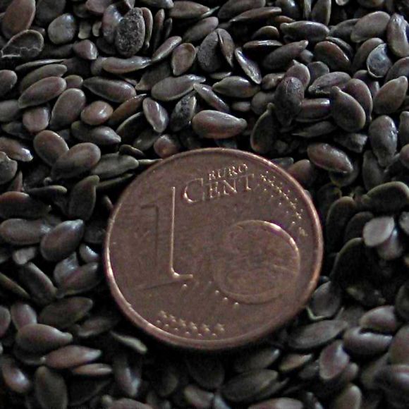 A bunch of dark flax seeds with a coin: The 1 cent piece as a size comparison. A bunch of dark flax seeds with a coin: The 1 cent piece as a size comparison.
