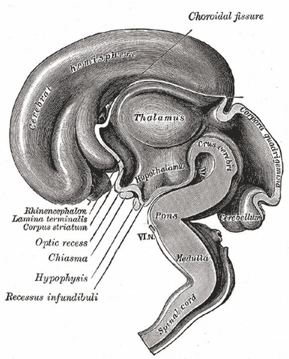 Dibujo semiesquemático de una sección sagital del cerebro. (Con tálamo dorsal)