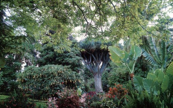 Auch im Norden der Insel befindet sich der "Jardín de aclimatación de La Orotava". Auch im Norden der Insel befindet sich der "Jardín de aclimatación de La Orotava".