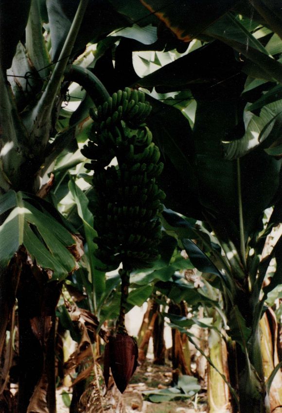 Die Bananen sind noch stark kantig, die Zwitter haben wir entfernt, die Blüte belassen wir noch. Die Bananen sind noch stark kantig, die Zwitter haben wir entfernt, die Blüte belassen wir noch.