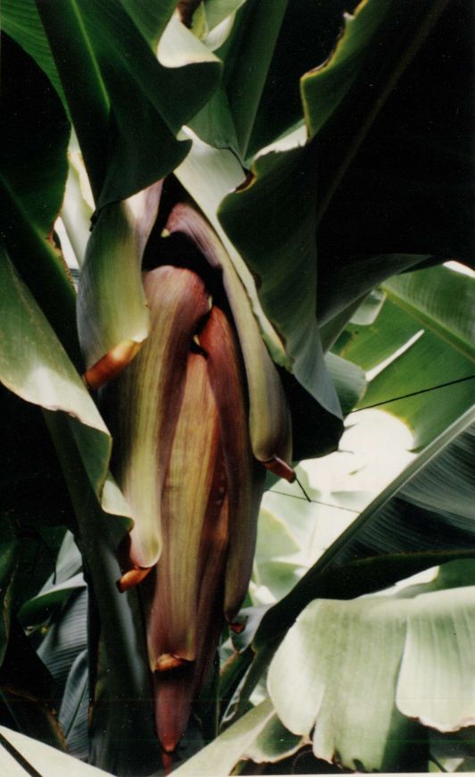 Der letzte Austrieb der Bananenstaude ist die Blüte, bei der dahinter dann die Bananen wachsen. Der letzte Austrieb der Bananenstaude ist die Blüte, bei der dahinter dann die Bananen wachsen.