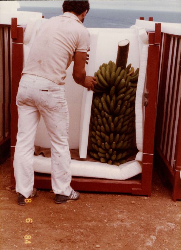 Das Lagern in einem gepolsterten Käfig (Container) für den Transport ins Packhaus. (1984) Das Lagern in einem gepolsterten Käfig (Container) für den Transport ins Packhaus. (1984)