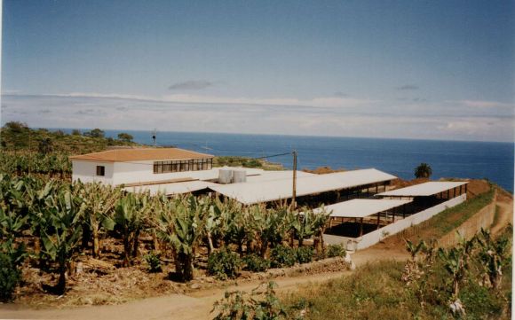 Bauernhof: Leider ist der biologische Bananenanbau auch mit Viehwirtschaft gekoppelt. Bauernhof: Leider ist der biologische Bananenanbau auch mit Viehwirtschaft gekoppelt.