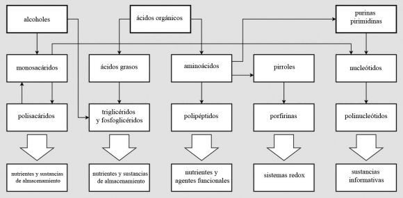 Tabla de relaciones de biomoléculas importantes, incluidas sus funciones biológicas correspondientes