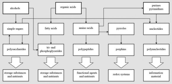 Relationship chart of important biomolecules including their corresponding biological functions.