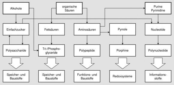 Биомолекулы и их соотношения. Фото от Hati, общественное достояние.