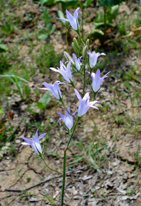 Flowering of Rapunzel, Campanula rapunculus.