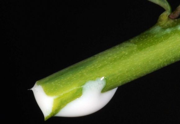 Tossina (la tossina è bianca) dell'euforbia (Euphorbia spec.) su sfondo nero. Tossina (la tossina è bianca) dell'euforbia (Euphorbia spec.) su sfondo nero.
