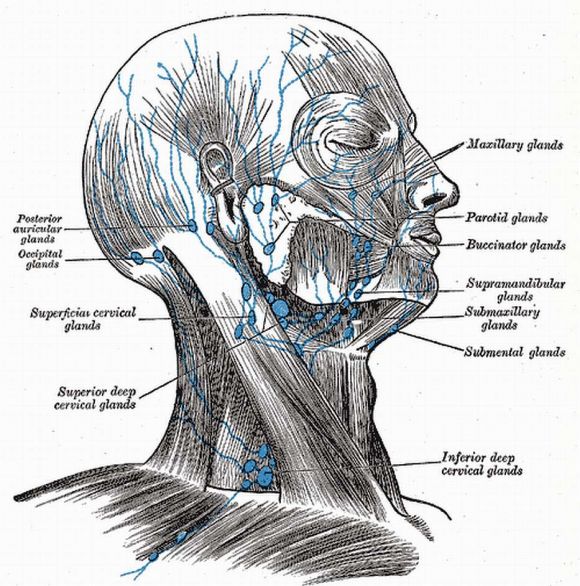 Lymphknoten an Hals und Genick gemäss Henry Gray, 1918: Aus "Anatomy of the Human Body".