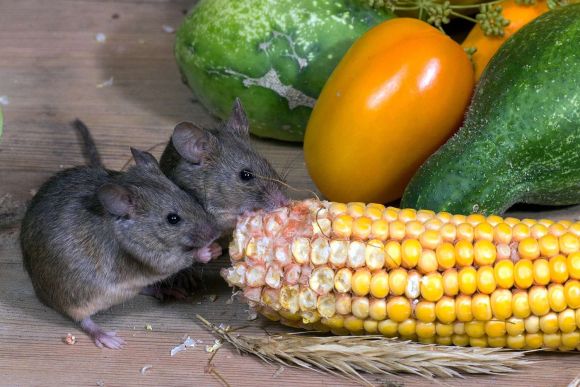 Due graziosi topolini stanno sgranocchiando una pannocchia, con altre verdure a terra dietro di loro Due graziosi topolini stanno sgranocchiando una pannocchia, con altre verdure a terra dietro di loro