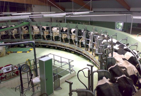 Giostra di mungitura in una fattoria a Großerkmannsdorf. Giostra di mungitura in una fattoria a Großerkmannsdorf.