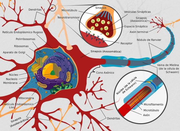 Diagram of a whole nerve cell. Neurons are electrically excitable cells of the nervous system.