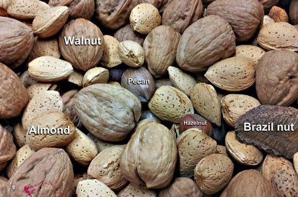 Nuts in their shells: walnuts, almonds, pecans, hazelnuts, brazil nuts.. Nuts in their shells: walnuts, almonds, pecans, hazelnuts, brazil nuts..