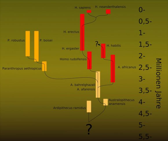 Human genealogical tree as shown by Friedemann Schrenk in "Die Frühzeit des Menschen".