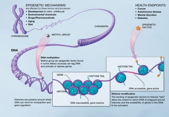 Mecanismos epigenéticos a través de drogas, fármacos, edad, etc., y alimentación. Wikipedia.