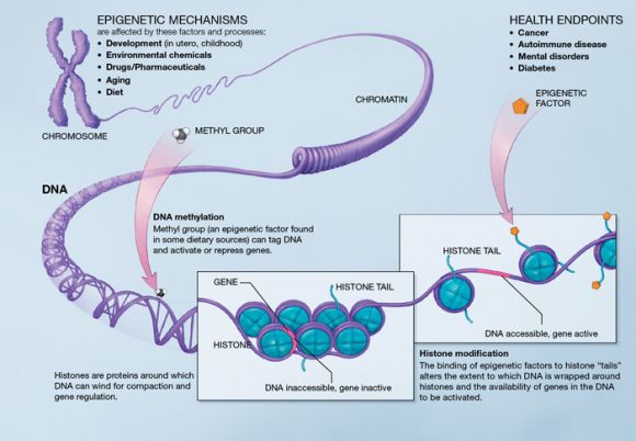 Epigenetic mechanisms are set in action by drugs, pharmaceuticals, aging, etc., and diet.