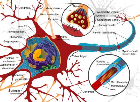 Diagrama de una célula nerviosa completa. Las neuronas son células eléctricamente excitables.