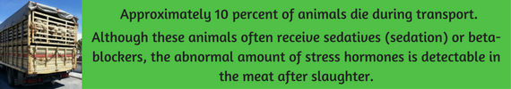 10% of animals die during transport, despite beta blockers. Stress hormones in the meat detectable! 10% of animals die during transport, despite beta blockers. Stress hormones in the meat detectable!