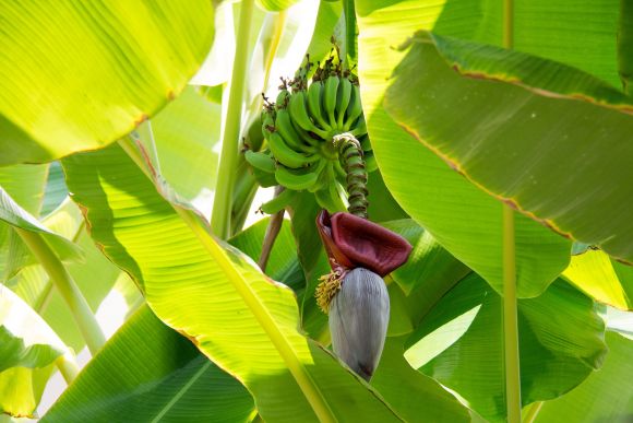 Leaves of a banana tree with still immature fruit-arm and flower at the end of the arm.