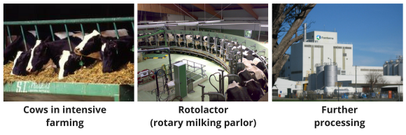 Cows in intensive farming, milking carousel, further processing. Cows in intensive farming, milking carousel, further processing.