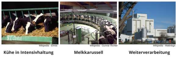 Kühe in Intensivhaltung, Melkkarussell, Weiterverarbeitung. Kühe in Intensivhaltung, Melkkarussell, Weiterverarbeitung.