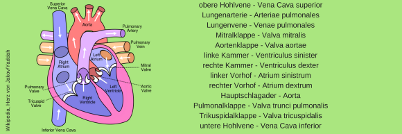 Männer mit Cholesterinwerten von mehr als 244 mg/dl weisen dreimal mehr Herzinfarkte auf. Männer mit Cholesterinwerten von mehr als 244 mg/dl weisen dreimal mehr Herzinfarkte auf.