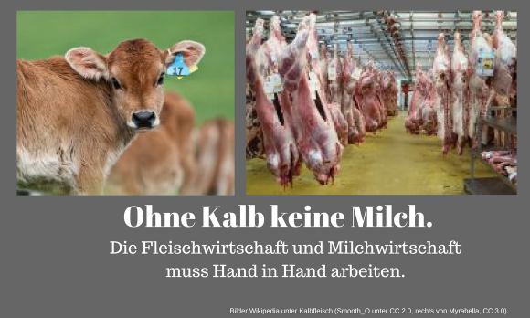 Links ein Kalb - ohne Kalb keine Milch, rechts Kälberleichen in Schlachterei hängend. Links ein Kalb - ohne Kalb keine Milch, rechts Kälberleichen in Schlachterei hängend.