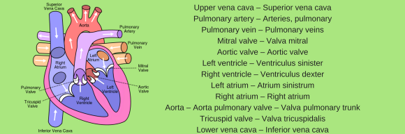 Men with cholesterol levels greater than 244 mg / dl have three times more heart attacks Men with cholesterol levels greater than 244 mg / dl have three times more heart attacks