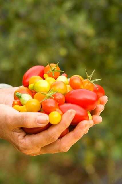 Hands holding colorful tomatoes. Hands holding colorful tomatoes.
