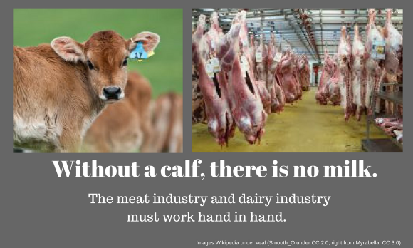 Left a calf - no calf no milk, right calf corpses hanging in butchery. Left a calf - no calf no milk, right calf corpses hanging in butchery.
