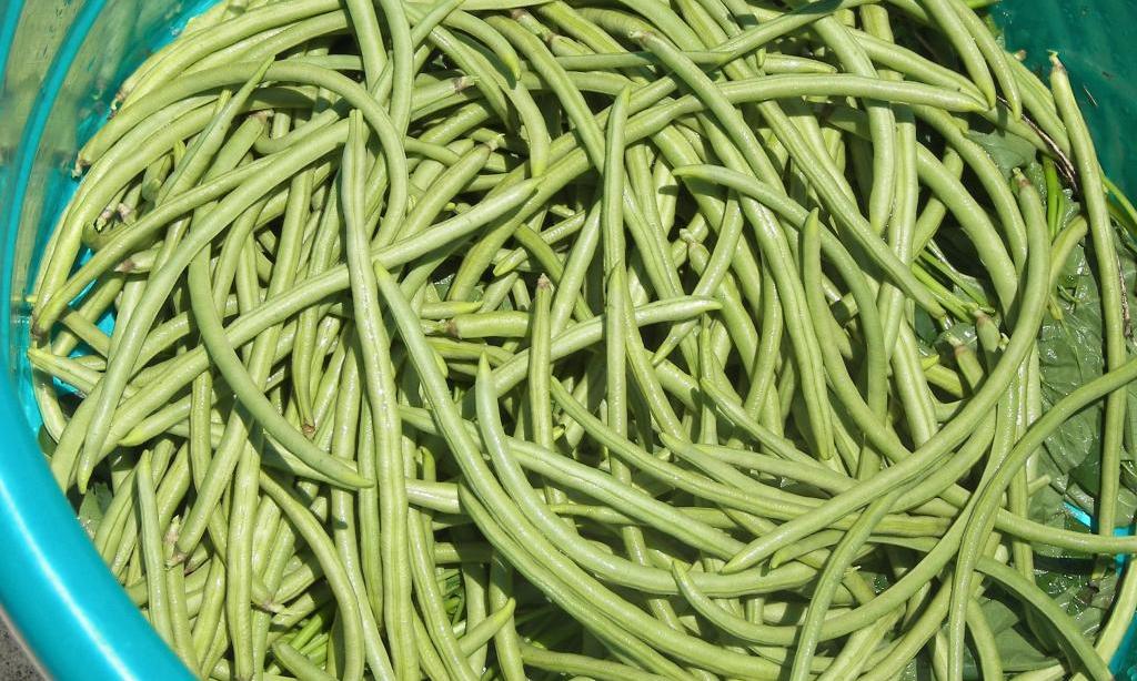 Fagioli: baccelli verdi e crudi - Vigna unguiculata subsp. unguiculat. Fagioli: baccelli verdi e crudi - Vigna unguiculata subsp. unguiculat.