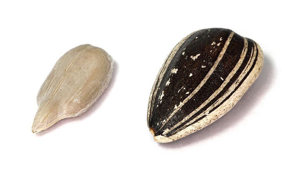Sunflower seeds, dried - Helianthus annuus: left without shell, right with it. Sunflower seeds, dried - Helianthus annuus: left without shell, right with it.