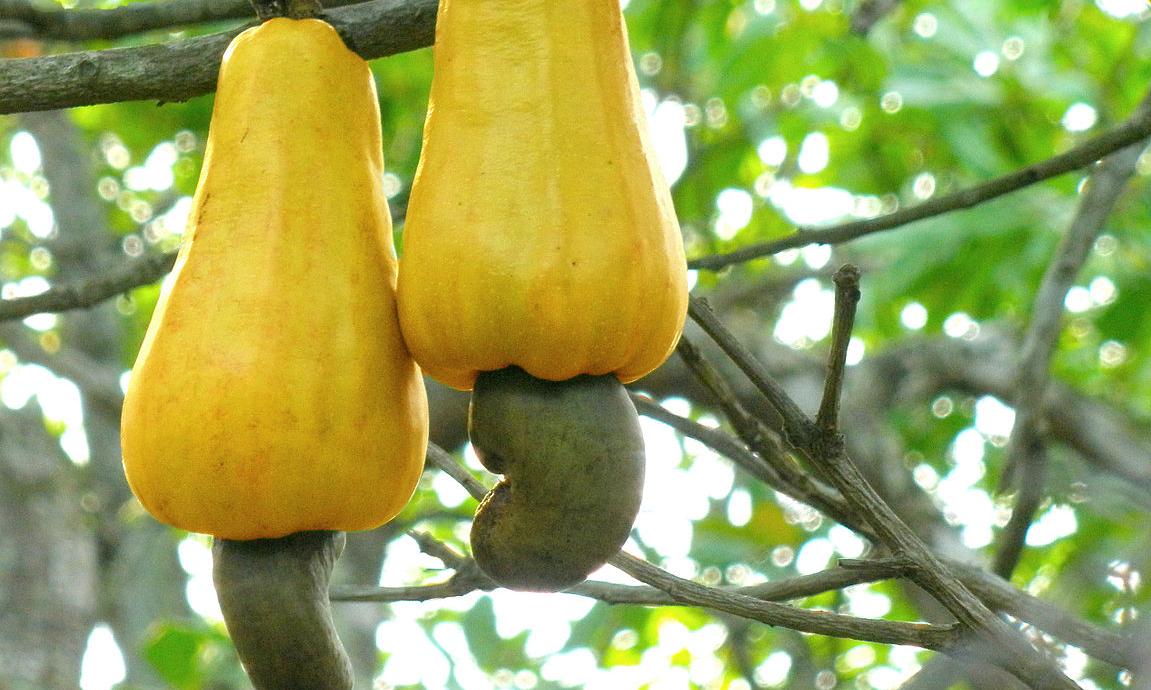 Cashew apple hanging on a tree, with the cashew nut visible underneath. Cashew apple hanging on a tree, with the cashew nut visible underneath.