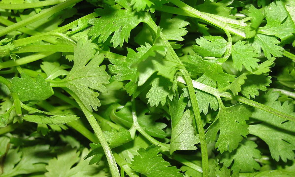Coriander leaves, dried (en)