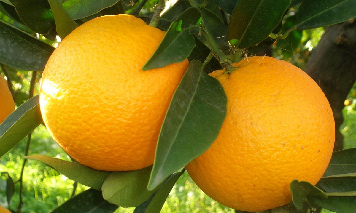 2 oranges hanging from a tree, Citrus sinensis. 2 oranges hanging from a tree, Citrus sinensis.