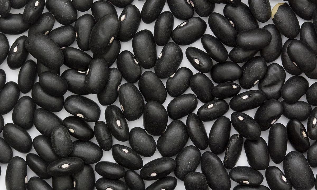 Фото чёрной фасоли сорта "black turtle beans" - Phaseolus vulgaris