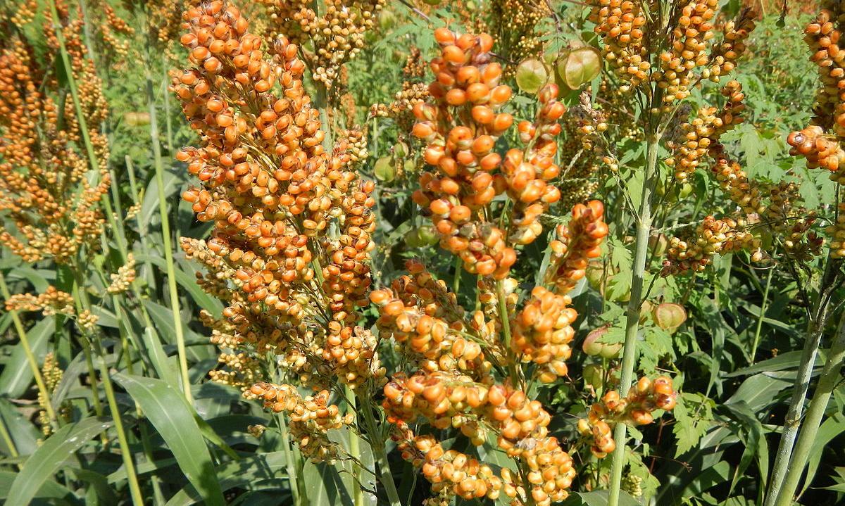 Sorgo nella pianta - Sorghum spp. - Quasi pronto per il raccolto.