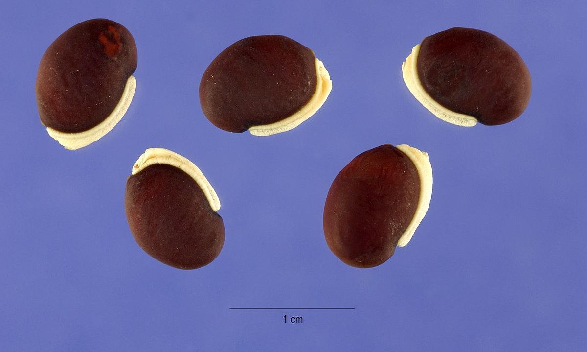 Cinco alubias, semillas maduras, crudas: Dolichos purpureus o Lablab purpureus. Cinco alubias, semillas maduras, crudas: Dolichos purpureus o Lablab purpureus.