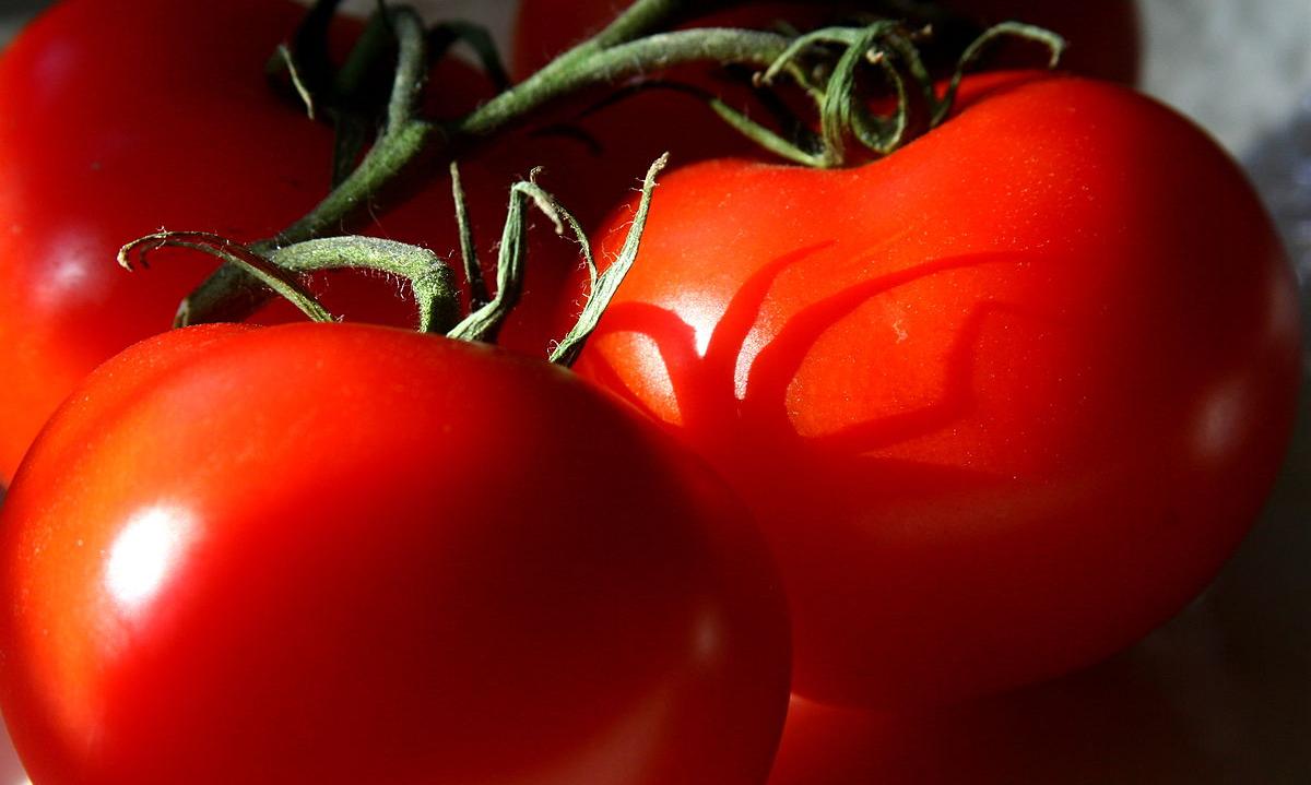 Pomodoro, rosso, maturo, crudo, produzione durante tutto l'anno. Solanum lycopersicum. Due piecas Pomodoro, rosso, maturo, crudo, produzione durante tutto l'anno. Solanum lycopersicum. Due piecas