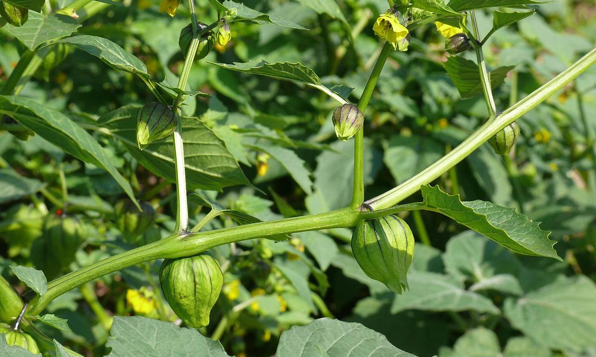 Tomatillo (Bergaubergine), roh, bio? | Stiftung G+E