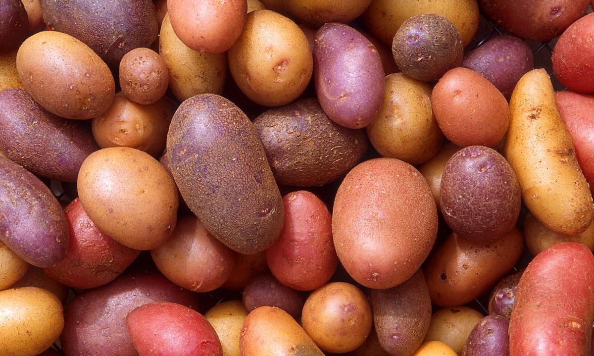 Varieties of potatoes, raw, untreated: potatoes with skin, raw (Solanum tuberosum) Varieties of potatoes, raw, untreated: potatoes with skin, raw (Solanum tuberosum)