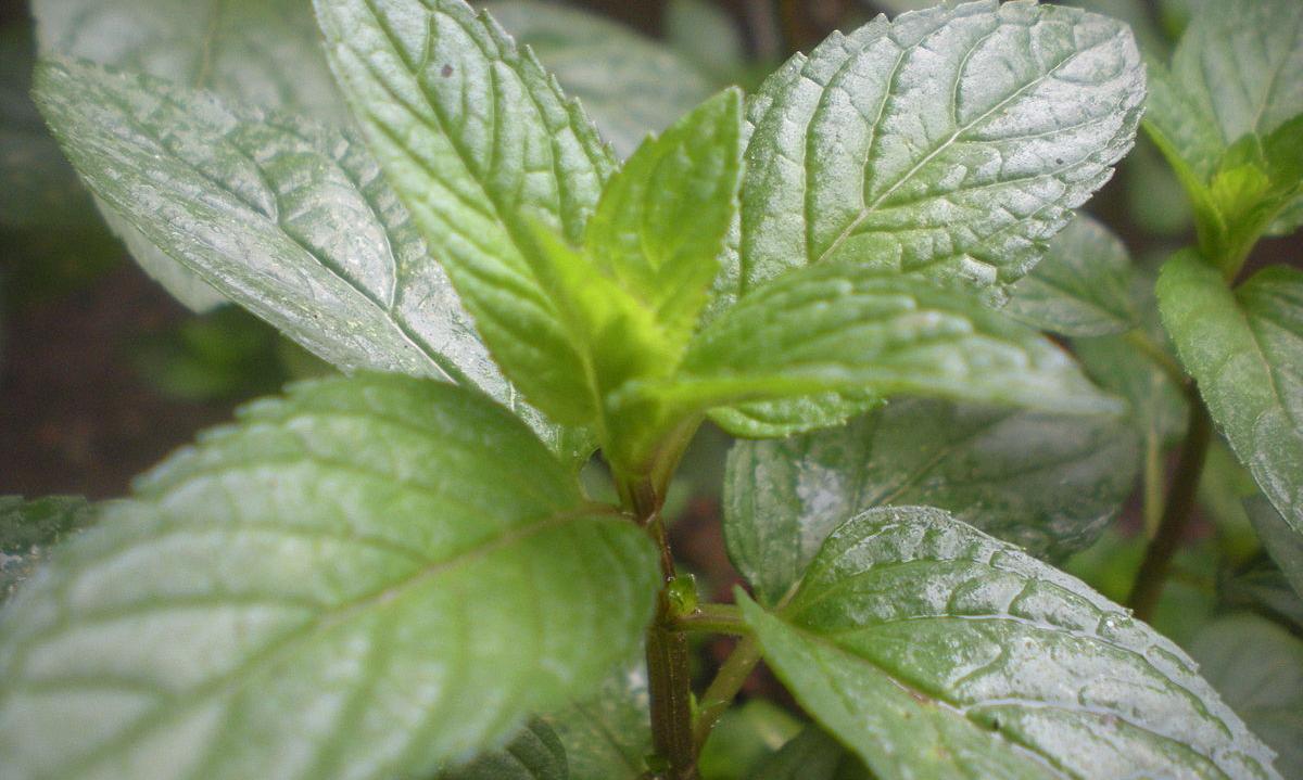 Pfefferminze, frisch - Mentha x piperita L. nothosubsp. piperita: Nahaufnahme frischer Pfefferminze. Pfefferminze, frisch - Mentha x piperita L. nothosubsp. piperita: Nahaufnahme frischer Pfefferminze.