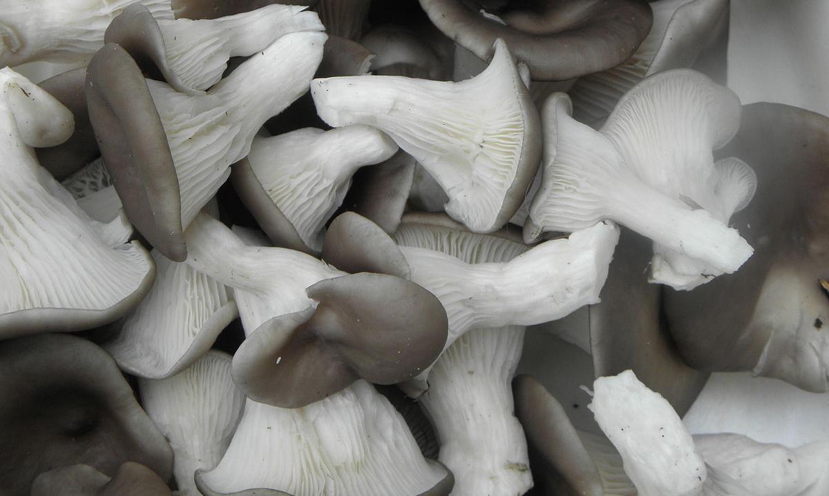 Rohe Austern-Seitlinge - Pleurotus ostreatus – auf einem Haufen. Rohe Austern-Seitlinge - Pleurotus ostreatus – auf einem Haufen.