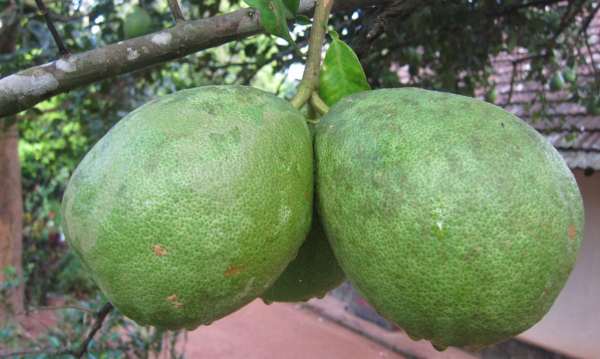 Zwei Pampelmusen an einem Baum hängend - Citrus maxima. Zwei Pampelmusen an einem Baum hängend - Citrus maxima.