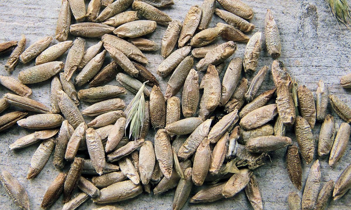 Rye Grain Cereale secco L. Grani di segale sparsi su una superficie. Rye Grain Cereale secco L. Grani di segale sparsi su una superficie.