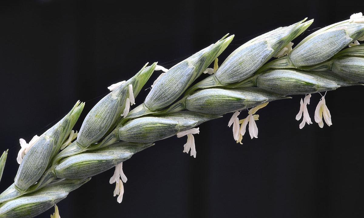 Punta di farro. Triticum aestivum L. subsp. spelta. Punta di farro. Triticum aestivum L. subsp. spelta.