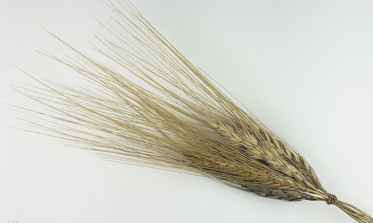 Parecchie orecchie di Kamut (grano di Khorasan) legate - Triticum turgidum subsp. turanicum Parecchie orecchie di Kamut (grano di Khorasan) legate - Triticum turgidum subsp. turanicum